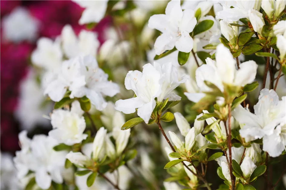 Japanische Azalee 'Schneesturm' Pflanze, Pflege & Tipps  Floragard