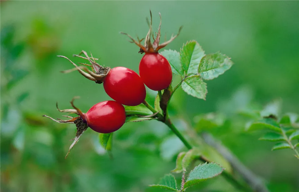 Rosa canina Pflanze, Pflege & Tipps  Floragard