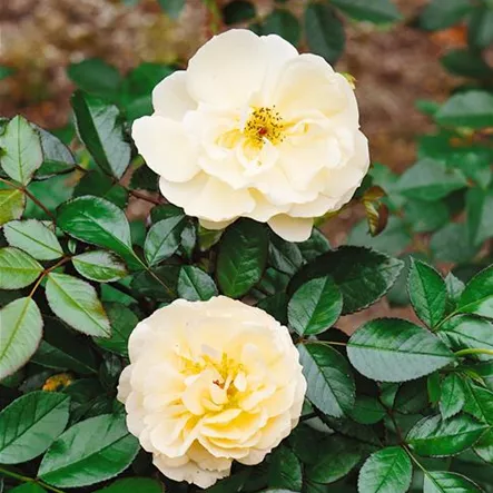 Edelrose 'Landhochzeit' Edelrose 'Landhochzeit'