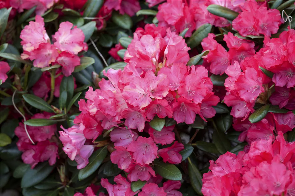 Rhododendron yakushimanum 'Leuchtfeuer' Pflanze, Pflege & Tipps  Floragard