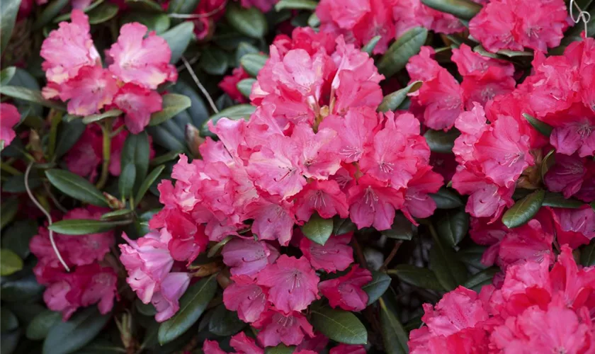Yaku-Rhododendron 'Cliva'