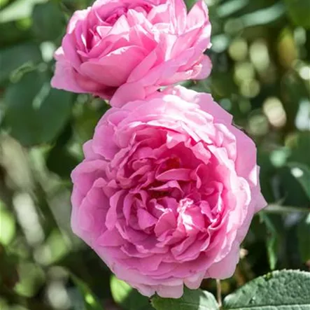 Portland-Rose 'Comte de Chambord' Portland-Rose 'Comte de Chambord'