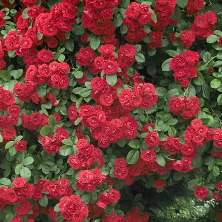 Kletterrose 'Paul´s Scarlet Climber' Kletterrose 'Paul´s Scarlet Climber'