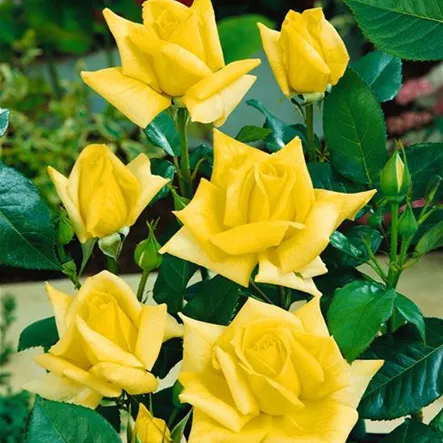 Edelrose 'Landora'® Edelrose 'Landora'®