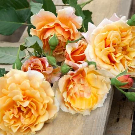 Rosa 'Caramella'® Rosa 'Caramella'®