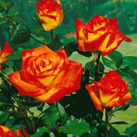 Edelrose 'France Libre'® Edelrose 'France Libre'®