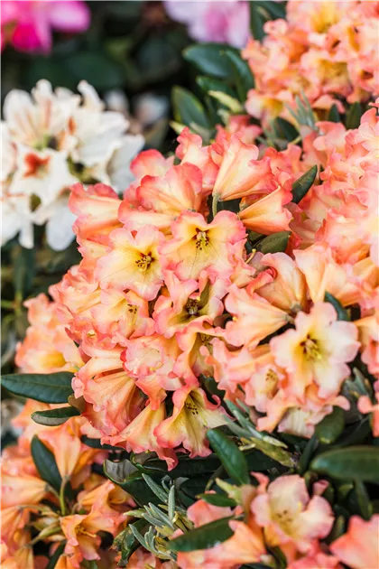 Rhododendron yakushimanum 'Lullaby' Pflanze, Pflege & Tipps  Floragard