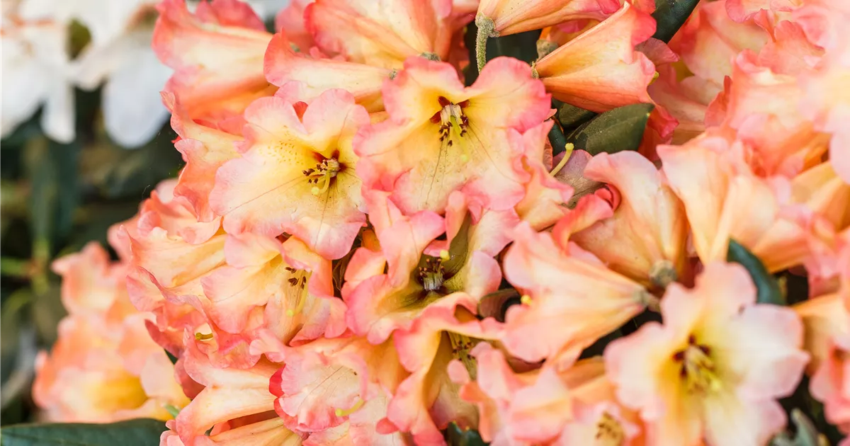 Rhododendron yakushimanum 'Lullaby' Pflanze, Pflege & Tipps  Floragard