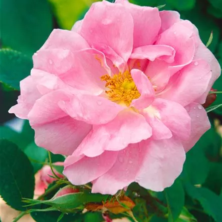 Portland-Rose 'Trigintipetala' Portland-Rose 'Trigintipetala'