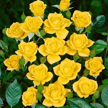 Kletterrose 'Laura Ford'® Kletterrose 'Laura Ford'®