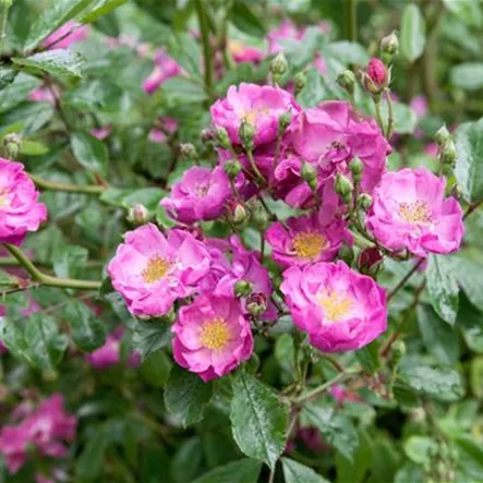 Kleinstrauchrose 'Lavender Dream'® Kleinstrauchrose 'Lavender Dream'®