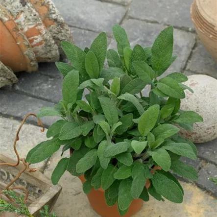 Apotheker-Salbei Apotheker-Salbei