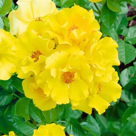 Beetrose 'Lemon Couture' Beetrose 'Lemon Couture'