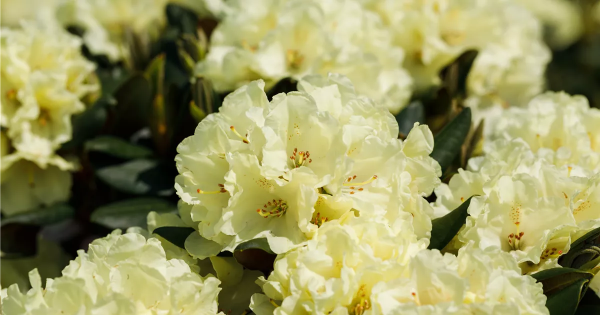 Rhododendron 'Stadt Westerstede' Pflanze, Pflege & Tipps  Floragard