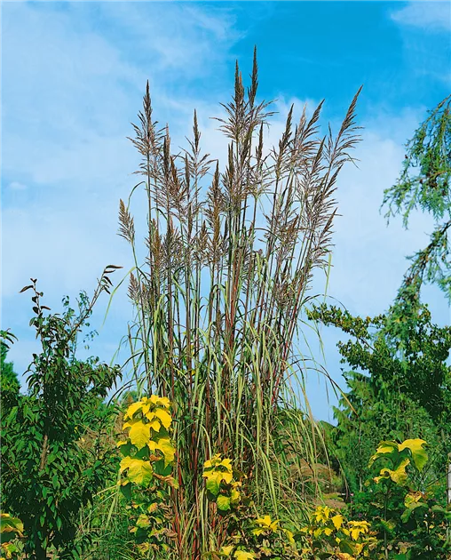 bienenweide saatgut bio GREEN MUNDO Saatgut main image 0