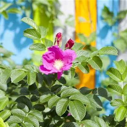 Warum nicht jede Rose eine Duftrose ist