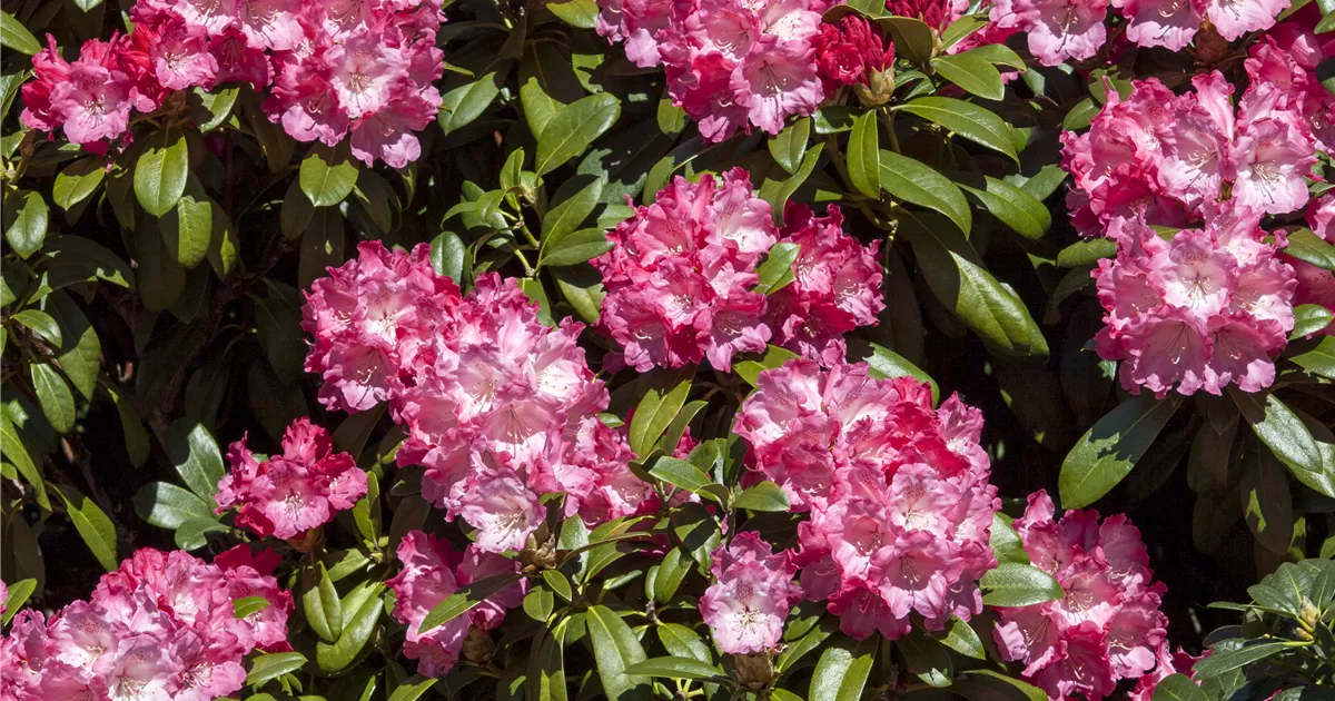 Rhododendron yakushimanum 'Morgenrot' Pflanze, Pflege & Tipps  Floragard