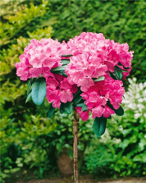 pflanze stechpalme Europäische Stechpalme (Ilex aquifolium) | 60-80 cm mit Wurzelballen