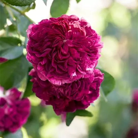 Essigrose 'Charles de Mills' Essigrose 'Charles de Mills'