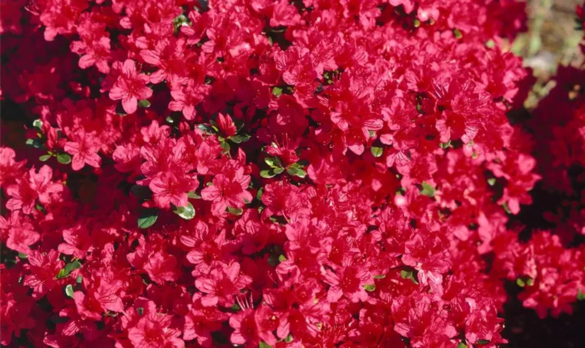 Rhododendron 'Trilby'