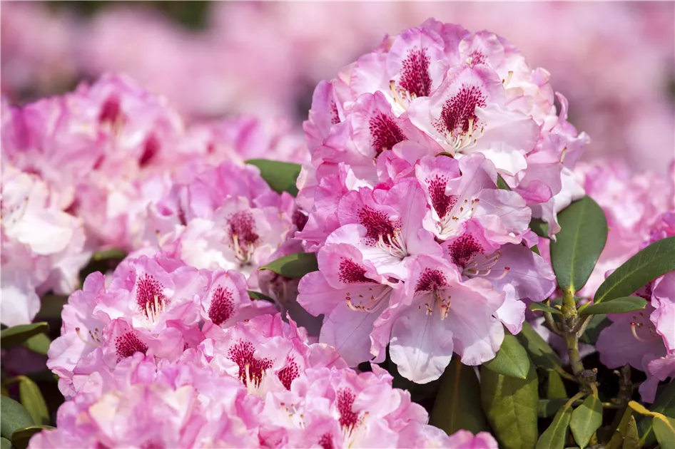 Rhododendron yakushimanum 'Nicoletta' Pflanze, Pflege & Tipps  Floragard