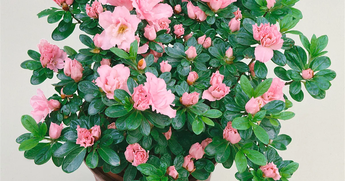 Rhododendron simsii 'Paloma' Pflanze, Pflege & Tipps  Floragard