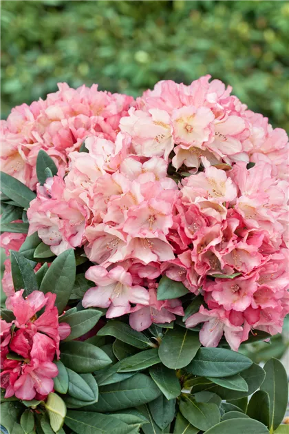Rhododendron 'Park Bremen' Pflanze, Pflege & Tipps  Floragard