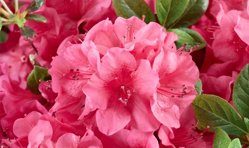 Rhododendron obtusum 'Wombat'