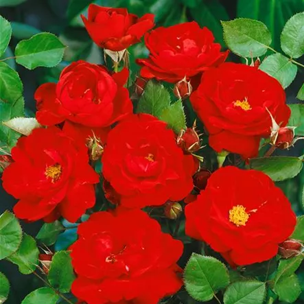 Beetrose 'Lilli Marleen'® Beetrose 'Lilli Marleen'®