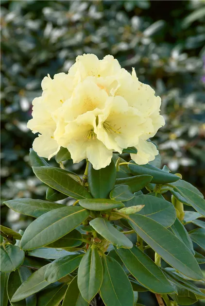 rhododendron genoveva Nova Zembla Rhododendron main image 1