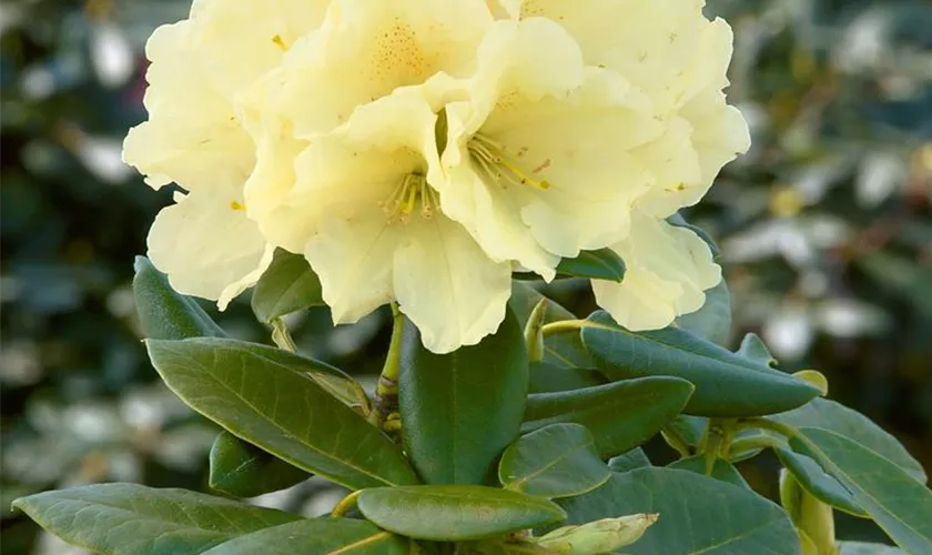 Yaku-Rhododendron 'Pfirsichcocktail'