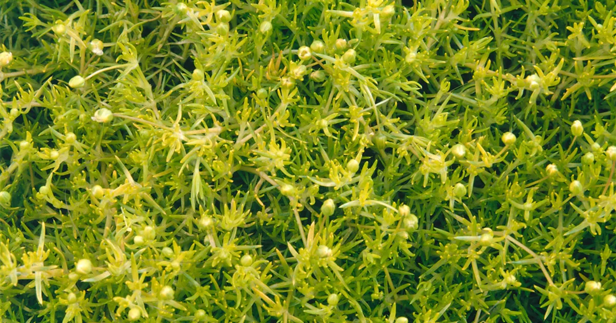 Sagina subulata 'Supreme' Pflanze, Pflege & Tipps  Floragard