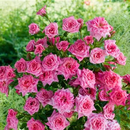 Beetrose 'Limes' Beetrose 'Limes'