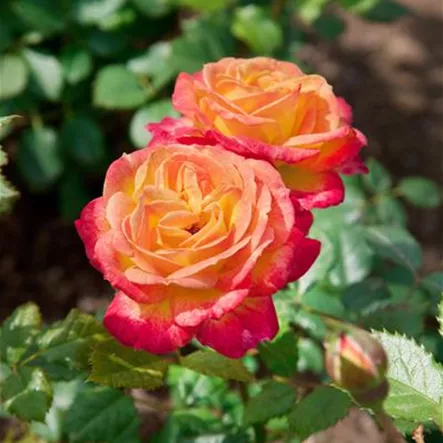 Beetrose 'Gartenspaß'® Beetrose 'Gartenspaß'®