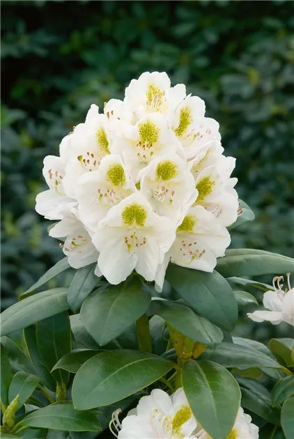 Rhododendron yakushimanum 'Porzellan' Pflanze, Pflege & Tipps  Floragard