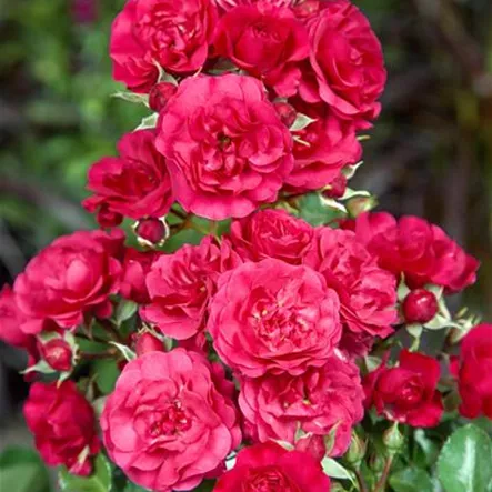Bodendeckerrose 'Gärtnerfreude'® Bodendeckerrose 'Gärtnerfreude'®