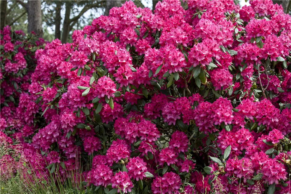Rhododendron-Hybride 'Old Port' Pflanze, Pflege & Tipps  Floragard