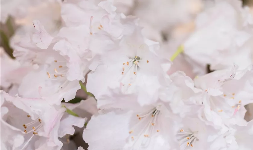 Yaku-Rhododendron 'Rauhreif'