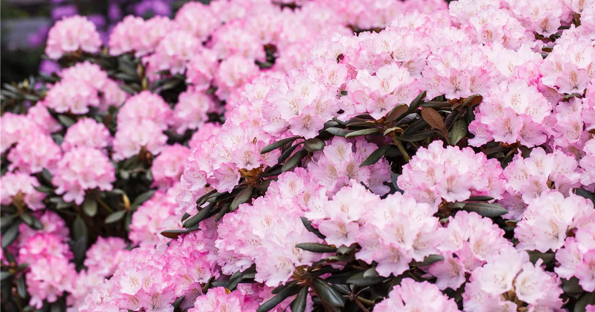 Rhododendron yakushimanum 'Romantika' Pflanze, Pflege & Tipps  Floragard