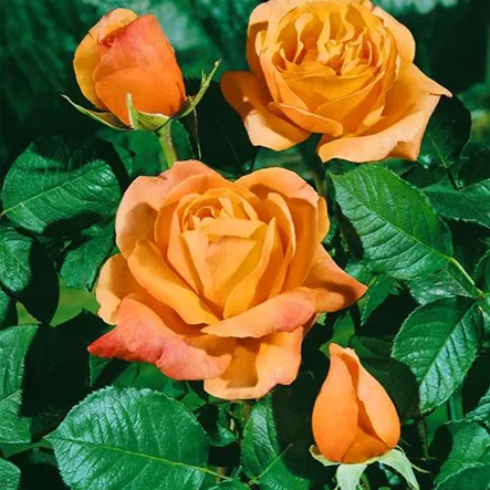 Edelrose 'Lolita'® Edelrose 'Lolita'®