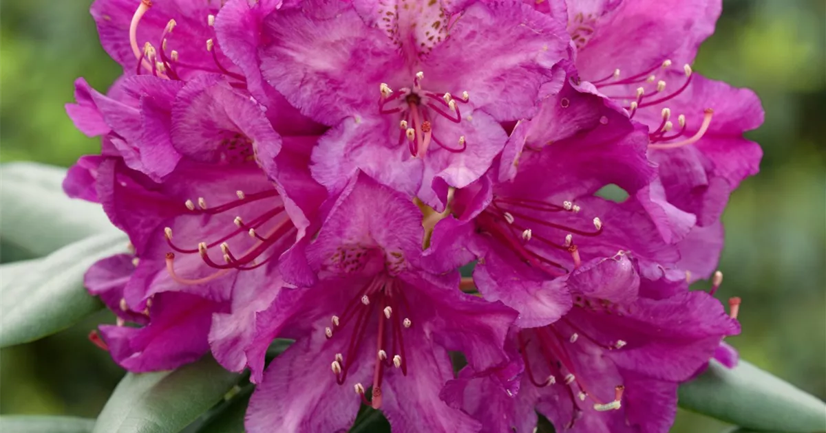 Rhododendron 'Hellikki' Pflanze, Pflege & Tipps  Floragard