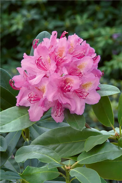 Rhododendron 'Hellikki' Pflanze, Pflege & Tipps  Floragard