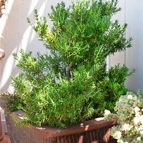 Garten-Rosmarin 'Elite'