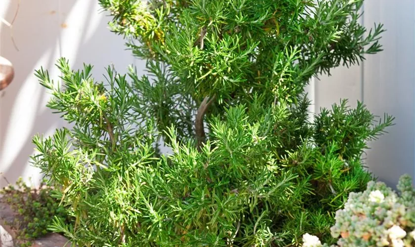 Rosmarinus officinalis 'Elite'