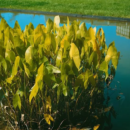 Breitblättriges Pfeilkraut Breitblättriges Pfeilkraut