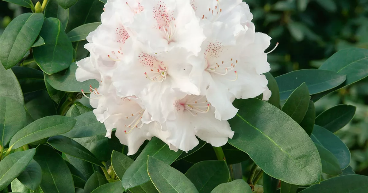 Rhododendron yakushimanum 'Schneekrone', Stamm Pflanze, Pflege & Tipps   Floragard