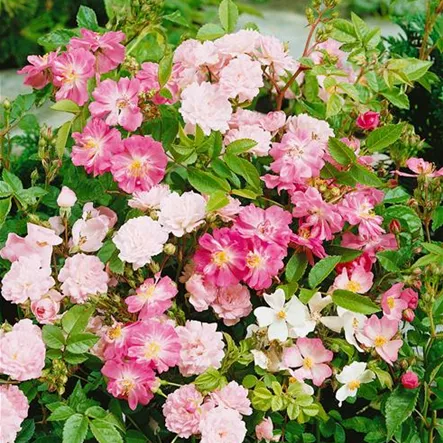 Rosa chinensis Rosa chinensis