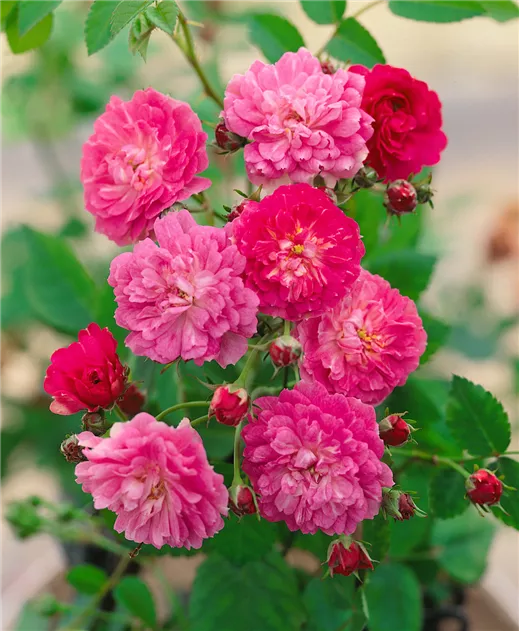 saatgut bio kaufen Bio-Gartengemüse Samen-Set kaufen main image 1