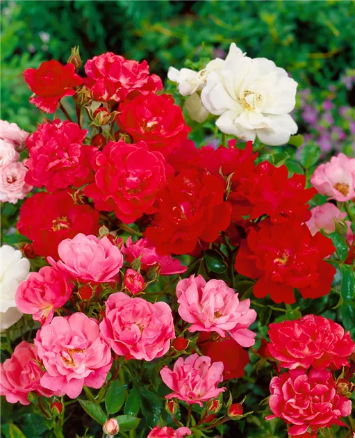 Rosa chinensis Pflanze, Pflege & Tipps  Floragard