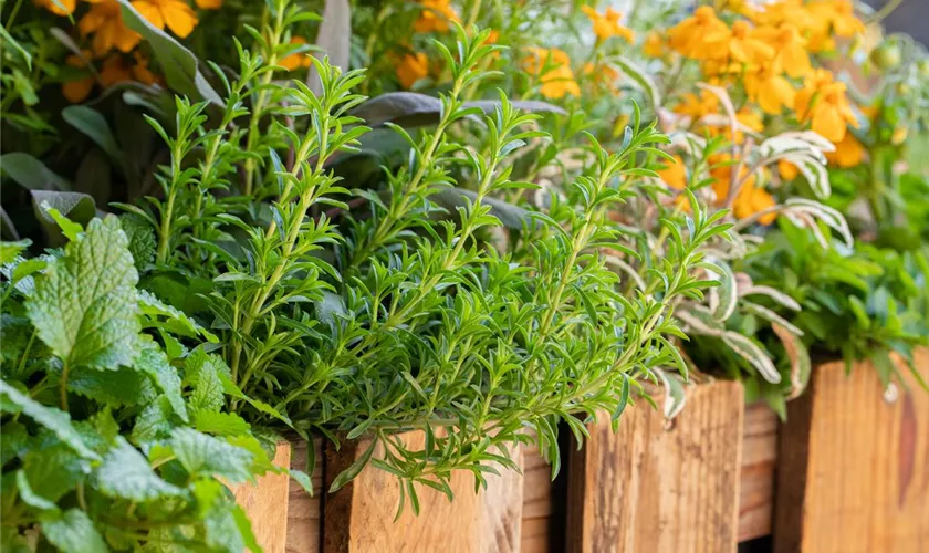 Rosmarinus officinalis 'Englischer'